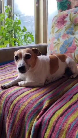 A short video shows a Jack Russell Terrier dog lying on a striped blanket on a couch. The dog is mostly white with brown patches. In one frame, the dog licks its lips. The dog is looking directly at the camera. Behind the dog is a window with plants growing outside, and a cushion with a floral pattern.