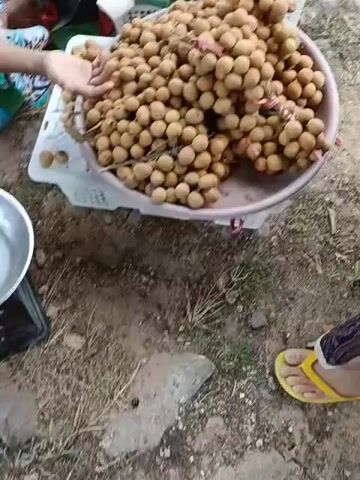 The video shows an overhead view of a market stall selling fruit. In the foreground, a large shallow bowl overflows with bunches of small, light brown fruits, possibly longan. A hand, partially visible on the left, reaches towards the fruit. Behind this bowl, another container holds a mound of small, round orange fruits, likely mandarins or clementines. The ground beneath the stall appears to be dirt and possibly scattered leaves. The overall scene suggests a bustling outdoor market.