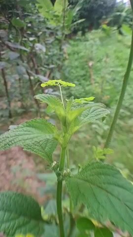 A close-up shot of a plant with vibrant green leaves, showing new growth at the top. The background is blurred, suggesting an outdoor environment with foliage. The camera is static.