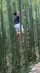 Man climbs bamboo in Púng Luông forest, Vietnam