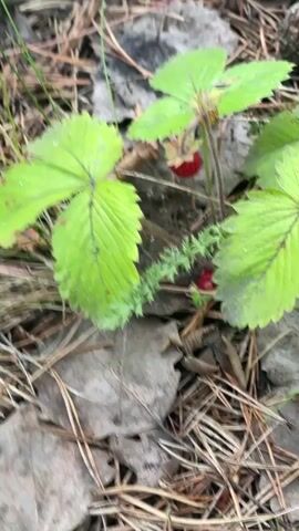 A close-up shot shows a person's finger and thumb picking a small, ripe wild strawberry from a plant. The strawberry is red and round, with tiny seeds on its surface. The plant has green, serrated leaves and is growing in a forest floor covered with fallen leaves and pine needles. Another small, unripe strawberry is visible on the plant. The video is shot from a slightly high angle, looking down at the plant and the hand.