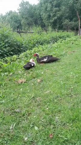 The video shows two ducks in a grassy outdoor area. One duck is larger and darker with white patches on its wings and a red fleshy patch around its eyes and beak. This duck is lying down, facing to the left. The second duck is smaller and appears to be a juvenile, with black and white plumage. This duck is sitting down, facing the larger duck. The background consists of lush green vegetation and trees, with a simple wooden fence in the distance. The lighting suggests it is daytime, possibly overcast.
