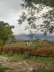 Autumn vineyard scenes and wildlife captured across Stellenbosch