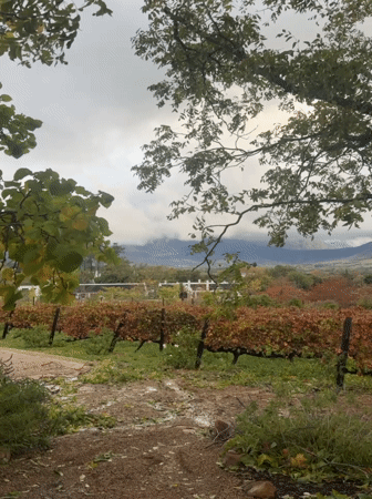 Autumn vineyard scenes and wildlife captured across Stellenbosch