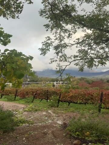 The video shows a vineyard in autumn under an overcast sky.  Rows of grapevines with red and brown leaves extend into the distance.  A dirt path runs along the edge of the vineyard.  In the background, a white building is visible among trees, and mountains are shrouded in clouds.  Branches from trees frame the view in the foreground.
