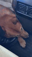 Dog sleeps peacefully in car backseat in Kazan