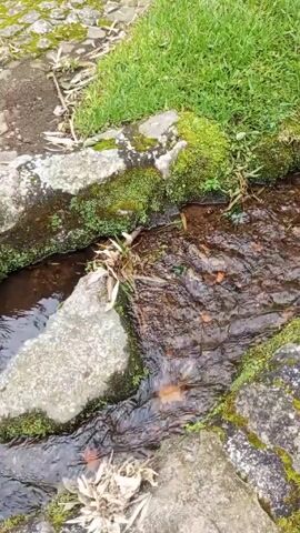 The video shows a small stream flowing over rocks covered with moss. Some dry leaves are caught in the stream. Green grass is on the bank to the right of the stream. A stone pathway is visible in the upper left of the frame. The water is clear and shallow.