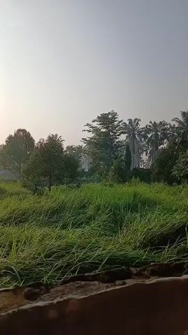 The video captures a serene outdoor scene at sunrise. A field of tall green grass dominates the foreground, with some of the grass blades appearing wet, possibly from dew or recent rain. In the mid-ground, several trees stand, some with dense foliage and others with taller, more slender trunks, hinting at a tropical or subtropical environment. A cluster of palm trees can be seen in the background, their fronds silhouetted against the hazy sky. The sun is visible as a bright, orb-like disc high in the sky, casting a soft, diffused light. A banana tree with large, drooping leaves is prominent in the left portion of the frame, partially obscuring the view of the sun and the distant landscape. The overall atmosphere is tranquil and still, suggesting early morning quiet. The bottom of the frame shows a rough, textured surface, possibly a stone wall or a raised dirt path, acting as a visual anchor for the viewer. There are no people or animals visible in the video.