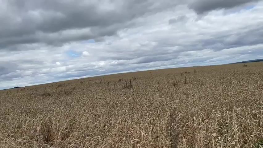 The video shows a drone's-eye view of a vast field of ripe wheat under a cloudy sky. The camera pans diagonally across the field, which stretches to the horizon. The wheat stalks are a golden brown, indicating they are ready for harvest. The sky is filled with dramatic, grey clouds, interspersed with patches of blue sky, suggesting an overcast or stormy day. The drone appears to be flying at a moderate height, providing a sweeping panorama of the agricultural landscape. There are no people or visible man-made structures within the frame, focusing solely on the natural environment of the wheat field and the sky. The overall impression is one of a rural, autumnal scene.