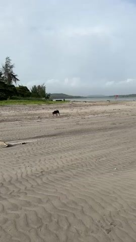A dog walks across a sandy beach. In the background, two people are visible near some vegetation and a body of water. The sky is overcast. The sand has rippled patterns from the wind or water. There is a piece of driftwood on the left side of the frame.