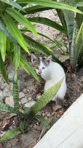 White kitten with tabby markings spotted in General Luna