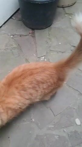 An orange cat walks into view, then stops and looks at the camera. The cat is in an outdoor setting with a stone patio and some potted plants. The cat has a fluffy tail and green eyes. It is wearing a blue collar.