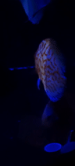 Aquarium display with colorful discus fish documented in Israel