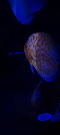 Aquarium display with colorful discus fish documented in Israel