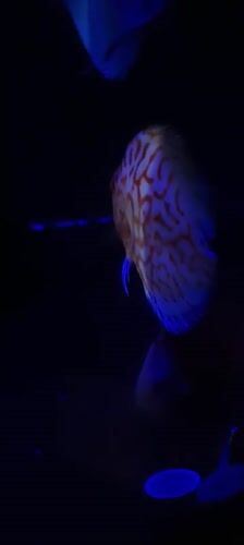 Aquarium display with colorful discus fish documented in Israel