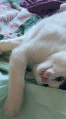 White and black kitten plays on bed in Łódź