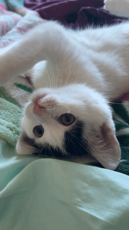 White and black kitten plays on bed in Łódź