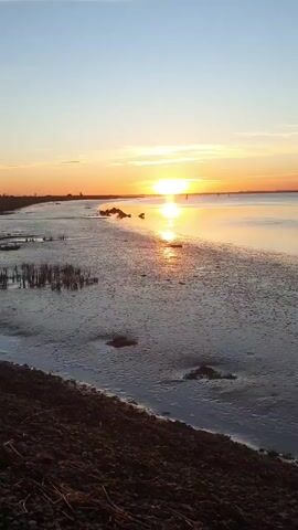 A video shows a scenic sunset over water. The horizon is a blend of orange and yellow as the sun dips towards it. The water reflects the sunlight in a shimmering line, creating a picturesque view. The shoreline appears to be a muddy or sandy beach, with some patches of vegetation visible. There are a few scattered logs or debris on the beach. The sky above is a gradient of blues and oranges, with a few thin clouds adding to the overall serene atmosphere.