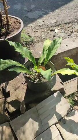 The video pans across an outdoor area with several potted plants. In the foreground, a plant with large, wavy green leaves is in a black pot. To its right, another plant with broad, dark green leaves is in a black pot. Behind these, a plant with prominent white variegation on its large leaves is in a white pot. Further back, a plant with spiky, reddish-brown foliage stands in a pot. The ground is a mix of dirt, gravel, and concrete. Sunlight casts shadows of the plants and other unseen objects onto the ground. The overall impression is of a small garden or patio area.