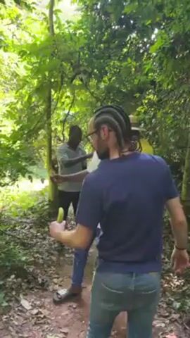 A group of people stand in a forest. One man wears a blue shirt and jeans with braided hair, holding a banana. He turns toward the trees. The camera shifts upward, focusing on a tall tree with dense foliage. A monkey is seen high up in the tree.