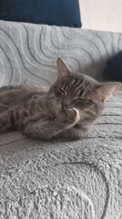 Morning domestic moments: cat grooming, toy tracks in Perm