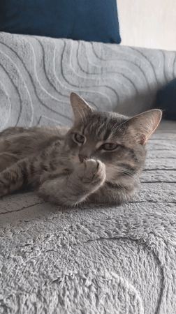 Morning domestic moments: cat grooming, toy tracks in Perm