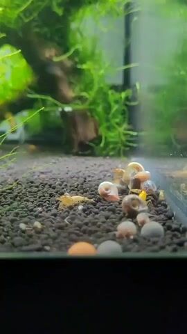 A close-up shot of a freshwater aquarium shows a gravel substrate with several small, orange and yellow shrimp swimming and foraging. A cluster of small, spiral-shelled snails are gathered near the right side of the frame. In the background, lush green aquatic plants and a piece of driftwood create a naturalistic environment. The lighting is soft and diffused, highlighting the delicate details of the aquatic life.