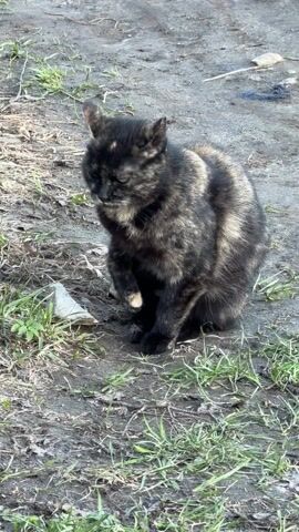 A small, mottled black and brown cat sits outdoors on an earthen surface dotted with sparse green grass. The cat is mostly motionless, turning its head to look around.
