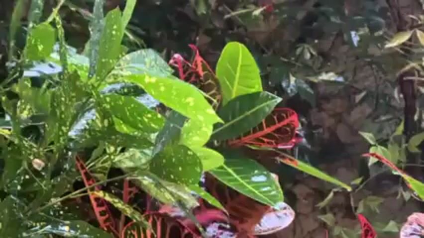 The camera is positioned at a low angle looking up at a cluster of plants, presumably outdoors. The plants include varieties of Croton, characterized by their brightly colored leaves in shades of green, yellow, and red. Some leaves are speckled. The leaves appear wet, possibly from rain or watering. The background features other green foliage and what appears to be a textured wall or surface. The scene is still, with no visible movement other than the subtle shifting of leaves.