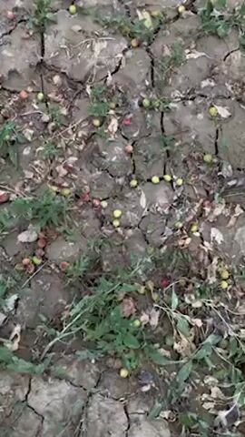 The video shows an outdoor scene, likely an agricultural field or orchard, in Qila Saifullah, Pakistan. The ground is dry and cracked in many areas, with green weeds growing sporadically. Scattered across the ground are numerous small, round fruits, appearing to be plums or apricots, some green and some reddish, suggesting they fell prematurely.

At the 0:05 mark, the camera pans to reveal a man standing in the field. He is wearing a traditional white shalwar kameez and a black waistcoat. He has a beard and is looking down at his mobile phone. Behind him, a large tree appears to be partially broken or fallen, with many dead or dry branches. Other green trees are visible in the background under an overcast sky. The overall impression suggests a scene of potential agricultural damage, possibly due to drought or a recent storm, indicated by the cracked earth, fallen fruits, and the broken tree.