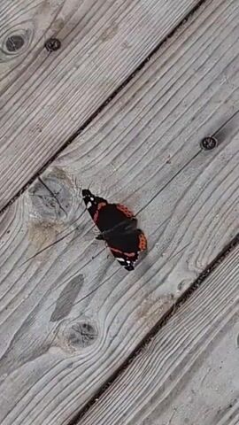 A butterfly with black wings, orange markings, and white spots is perched on a weathered wooden surface. The wood is laid out in diagonal planks, showing grain patterns and knots. The lighting suggests an outdoor environment, casting faint shadows of the butterfly. The butterfly's wings are mostly closed, revealing its dorsal side.