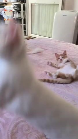 The media file captures an indoor scene with three kittens on a pink, textured surface, possibly a bed. In the foreground, a white kitten is looking towards the left. To its right and slightly behind, a tabby kitten is seated on a pink pillow, reaching out a paw towards a hand holding a piece of colorful candy. Further in the background, a light pink, hairless kitten is positioned on all fours, facing away from the camera. Behind the kittens, a dark suitcase and a shelving unit with various items are visible. The lighting suggests it is daytime. The overall mood appears playful and curious, as the kittens interact with the candy. There is no visible text in the media file.
