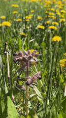 Spring morning scenes: dandelions, new tree growth, urban pigeons