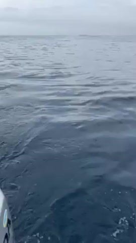 The video shows an open ocean on a cloudy day, as seen from a boat. The water is dark blue and rippled. A marine animal, possibly a seal or sea lion, appears briefly on the surface, rolls over, and dives back underwater. There are no other visible objects or people. The camera seems stable, indicating the boat is moving steadily through the water. In the distance, a small island or landmass is barely visible on the horizon.