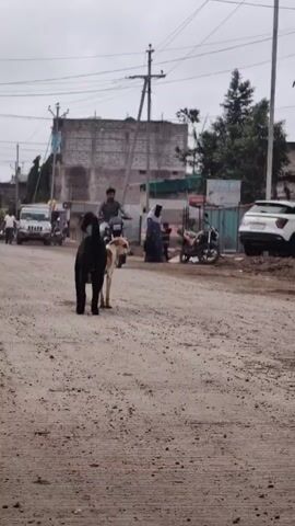 Two dogs, one black and one tan and white, stand in the middle of a dirt road. In the background, a man rides a motorcycle towards the dogs, and other vehicles and people are visible on the sides of the road. Buildings and utility poles line the street, under an overcast sky.