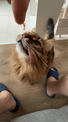 Kyiv tabby cat takes treats from hand, close-up.