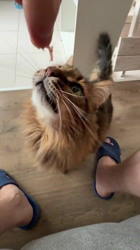 Kyiv tabby cat takes treats from hand, close-up.