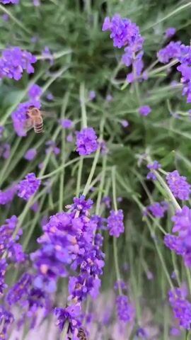 The video shows a close-up, slightly blurry shot of lavender flowers. A bee is visible on one of the lavender flowers, appearing to be collecting nectar. The background consists of more lavender flowers and green foliage. The lighting suggests it is daytime.