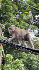 Macaque monkeys traverse power lines in Ubud tourist district