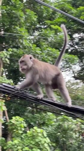 Macaque monkeys traverse power lines in Ubud tourist district