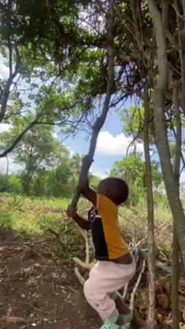 A young Black child, wearing a mustard-colored shirt and light-colored pants, hangs from a tree branch in a wooded area. The child's body is suspended diagonally, with arms reaching up to grasp the branch. The backdrop includes trees, greenery, and a partially cloudy sky. Fallen branches are visible on the ground surrounding the tree.