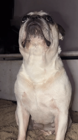 Pet portrait session with French bulldogs, pugs, and cats