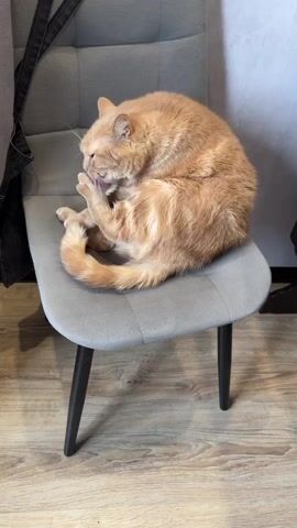 The video shows a light orange tabby cat sitting on a small, gray, upholstered chair with black legs. The cat is curled up and grooming itself, licking its left hind paw. The chair sits on a light-colored wooden floor. To the left of the chair, partially visible, is a dark garment hanging down. The background is a light gray wall.