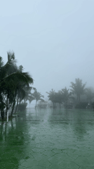 Foggy dawn temple visit with monkeys documented by traveler