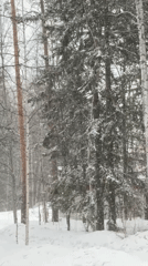 Winter forest view captured through window in Ust-Ilimsk, Russia