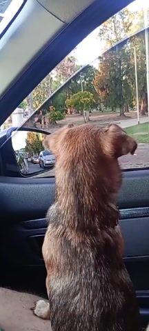 The video shows a dog looking out a car window. The dog is medium-sized with brown fur and is wearing a red collar. The dog is sitting in the back seat of a car, with its head sticking out the window. The car is driving past a park, with trees and people visible in the background. The sun is shining. The camera appears to be handheld and is focused on the dog from behind.