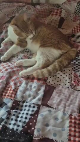 Two orange and white cats are sleeping on a patchwork quilt. One cat is lying on its side with its head resting on the other cat's chest. The other cat is curled up, appearing to be sleeping soundly. The quilt has various square patterns, including plaid, polka dots, and floral prints.