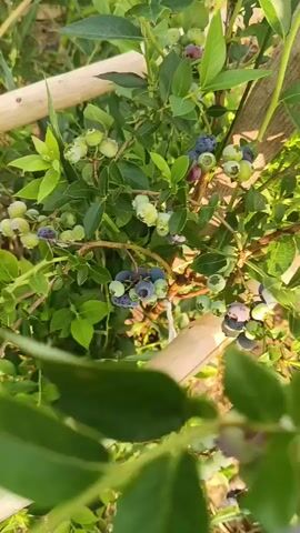 This video captures a close-up view of a blueberry bush laden with fruit in various stages of ripeness. The scene is set outdoors, with lush green foliage dominating the frame. Sunlight filters through the leaves, casting a warm glow and suggesting it is daytime. The blueberries themselves range from pale green to deep purple, indicating a harvest season in progress. Some clusters are particularly dense, showcasing the abundance of the crop. A rough-hewn wooden support structure, possibly a trellis or stake, runs horizontally across the mid-section of the bush, providing stability. The background is blurred but appears to be a natural setting with more greenery and hints of a sky. The overall impression is one of natural beauty and the bounty of a well-tended garden. There is no visible text in the video. The location context provided is Khynochi, Ukraine.