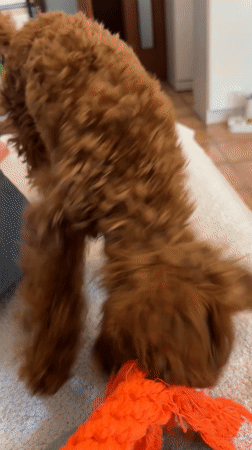 Woman and dog share quiet afternoon moments in Montenegro home