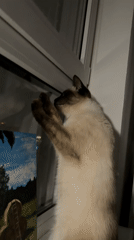 Siamese cat observed in domestic indoor activities over 26-minute span